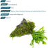 SubstrateSource Live Aquarium Plants on Driftwood - Java Fern Windelov with Moss - Freshwater Fish Tanks - Easy