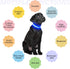 YFbrite Full Adjustable LED Dog Collar, Reflective Light Up Collar for All Dogs Safety (Medium, Blue-2)