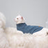 EXPAWLORER Soft Cat Sweater, Warm Kitten Clothes, Fall and Winter Pet Coat Pullover Design, Blue Medium
