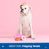 Dozen 4 1 Barkbox Dog Toys Barkers Donuts Plush in Multi Part Interactive Dog Toy for Dogs & Puppies Small