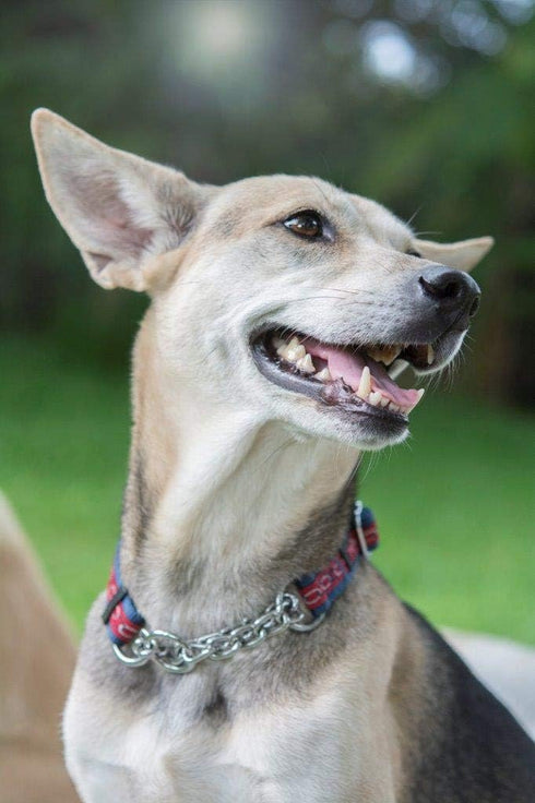 Tuff Pupper Martingale Collar for Dogs, Adjustable No Pull Training Collar, Gentle Nylon & Steel Chain, Large (18-26"