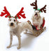 BWOGUE 2 Set Dog Elk Reindeer Antler Headband for Christmas Pet Costume, Accessories for Small and Medium Dogs Cats