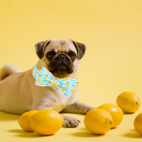 Maca Bates Summer Lemon Dog Collar with Bow Tie, Adjustable Breakaway Bows for XS to XL Dogs, Birthday Gift