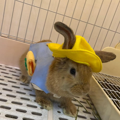 ANIAC Funny Cat Hat for Cat XXS Dog Sun Hat with Ears Hole, Rabbit Outfit for Bunny Mini Sombrero Puppy Hat for Small