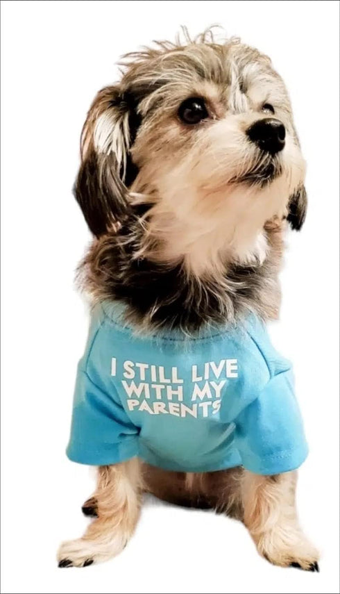 Cute Dog T Shirt for Medium Dogs, Breathable Soft Dog Clothes for Small Dogs, Pet Pullover Jumper (Aqua)