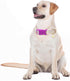 Adjustable Dog Collars with Buckle for Cute Girl Female Boy Dogs, Soft Fancy Pet Collar with Flower Design for Small