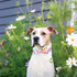 Unique Style Paws Easter Dog Collar - Holiday Bunny Eggs Bowtie Pet Collar for Small Medium Large Dogs