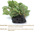 2 Piece Realistic Faux Silk Aquarium Ficus Tree, Small Betta Fish Tank Grass Fake Plastic Decorations