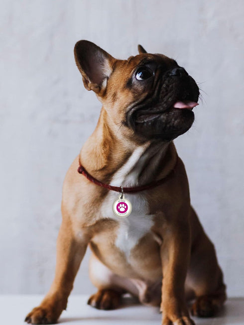 QR Code Dog Tag Silent ID Pet Tags Personalized Name Plate with Online Profile (Pink Paw, Small Round)