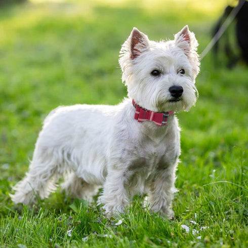 EXPAWLORER Dog Collar and Leash Set, Classic Plaid Dog Bow Tie and Bandana Collar with Bell, Tangle Free Dog Leash,
