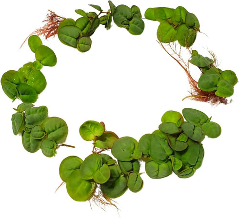 30+ 2 Leaves Red Root Floaters | Phyllanthus Fluitans (+Free Bonus Plant) Live Floating Plants for Aquarium | Day
