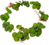 30+ 2 Leaves Red Root Floaters | Phyllanthus Fluitans (+Free Bonus Plant) Live Floating Plants for Aquarium | Day