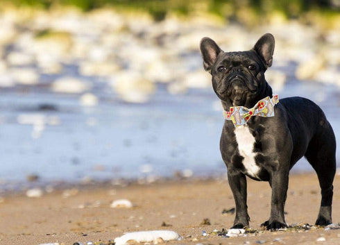 Unique Style Paws Dog Collar with Bow, Adjustable Bowtie Collar for Small Medium Large Dogs and Cats