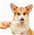 2pcs Beavorty Toothbrush Electric Pet Brush Gentle Gums Care Travel Size Random Color