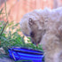 Mr. Peanut's Collapsible Dog Bowls, Set of 3 Colors, Dishwasher Safe BPA Free Silicone Portable Pet Bowls for Travel,