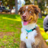 Blueberry Pet Essentials Large Dog Collar, Turquoise | Adjustable & Eco-Friendly Nylon Strap | Classic Collar for Large