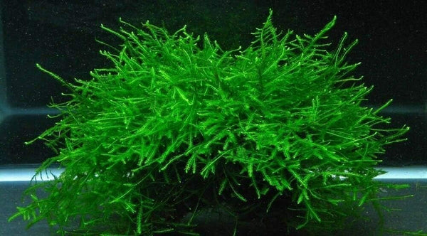 TruBlu Supply Java Moss Live Aquarium Beginner Plant Tank Planted Golf Ball Size Portion