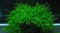 TruBlu Supply Java Moss Live Aquarium Beginner Plant Tank Planted Golf Ball Size Portion