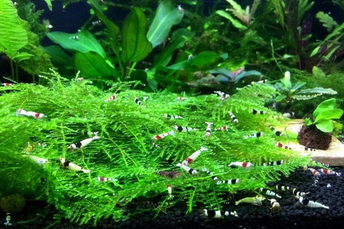 1/4 1/2 Inch (10 (+1)) Jungleaquashrimp Mixed Crystal Red and Black Shrimp Grade S-SS Live Freshwater Aquarium Inverts