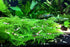 1/4 1/2 Inch (10 (+1)) Jungleaquashrimp Mixed Crystal Red and Black Shrimp Grade S-SS Live Freshwater Aquarium Inverts