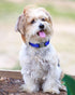 TagME Reflective Nylon Dog Collars, Adjustable Pet Collar for Small Dogs, Royal Blue, 5/8" Width with Quick Release