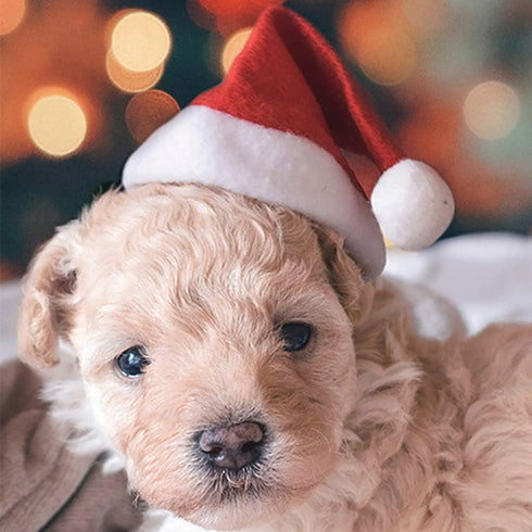 Yahpetes Dog Cat Pet Santa Hat - 4 Pcs Christmas Santa Claus Hat, 5.5"X7.8" for Puppy, Kitten, Small Dogs