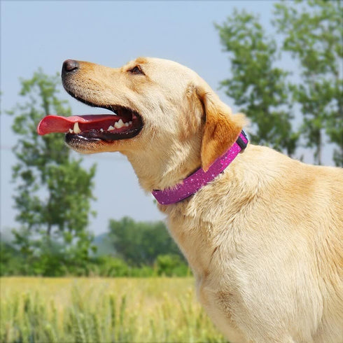 Glittering Basic Dog Collar, Comfy Durable Adjustable Nylon for Small Medium Large Dogs, Eco-Friendly Plastic Buckle,