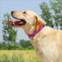 Glittering Basic Dog Collar, Comfy Durable Adjustable Nylon for Small Medium Large Dogs, Eco-Friendly Plastic Buckle,