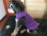 Pet Clothes Small Dog Blank Color Sport Dress T-Shirts Tanks for Female Dogs, 100% Cotton (L, Purple)