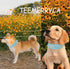 TEEMERRYCA Adjustable Microfiber Leather Spiked Studded Dog Collars with Squeak Ball Gift for Small Medium Large Pets