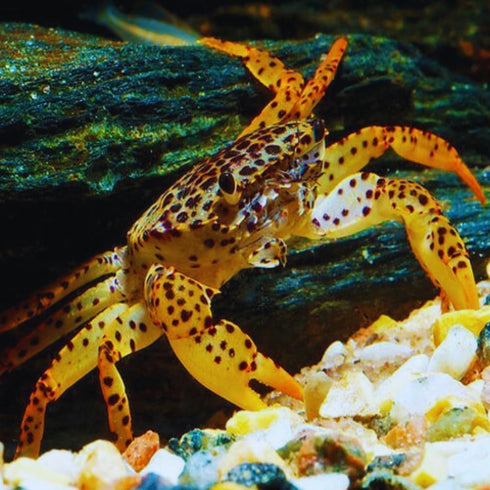 Aquaticheavens live freshwater Aquarium tropical crab live