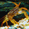 Aquaticheavens live freshwater Aquarium tropical crab live