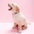Elegant little tail Dog Collar, Valentine's Day Pet Collar, Pink Dog Print Adjustable Collar for X-Small Dogs