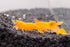 8+ 1/4 1/2 inch 8 Count (Pack 1) Orange Sunkist Neocaridina Freshwater Aquarium Shrimps to Long Live Arrival