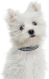 Mile High Life Dog Collar, Nylon Puppy Collars with Cute Patterns, Lightweight Girl Boy Collar for Small Medium Large