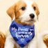 My Parents are Getting Me a Human, Plaid Dog Bandana, Pregnancy Announcement Photo Prop for Dog Lovers, Pack of 2
