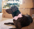 DOGWONG Cotton Dog Collar with Bow, Durable Adjustable Pink Pet Collar for Small Medium Large Dogs