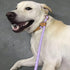 6FT Reflective Slip Leash - Non-Slip Training Leash for Large and Medium Dogs