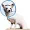 Cat Cone Collar for Recovery, Elizabethan After Surgery, Clear Soft Neck E-Collar for Kitten Puppy Dog Pet - M in Blue
