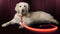 Illumiseen LED Light Up Dog Leash, Ultra High Visibility, USB Rechargeable, 3 Lighting Modes, Padded Handle