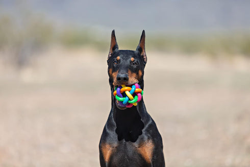 Nobbly Wobbly Rubber Ball for Small Dogs - Medium Size