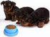 2pcs Colorful Plastic Round Dog Bowls, No Spill Water Food Feeder Dish for Cats and Puppies