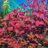5 7 Super Red Ludwigia Aquarium Plants Live, Live Aquarium Tanks Ludwigia Aquatic Plants, No Root, to Stems, Live