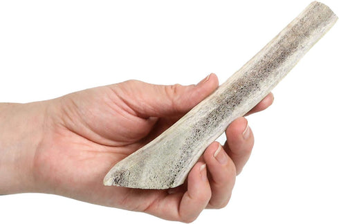 Prairie Dog Antlers, North American Split Elk Antler, SMALL, 4-5.5 inches