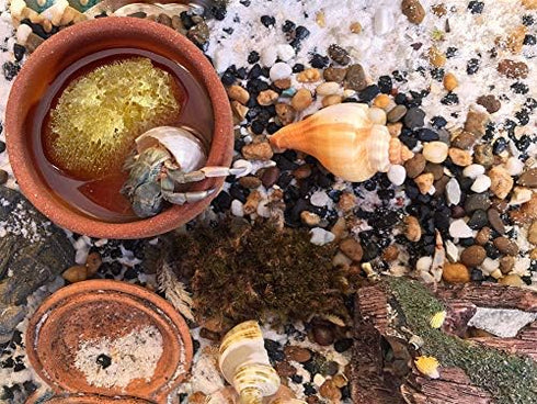 Hermit Crab Real Sea Sponges, 5 Pack Unbleached for Nutrients and Habitat Tank Humidity