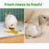 Generic (1 Package/Trial Set, (1 Package/Trial Set, (Recommended 2-5 lbs) Leakproof Rabbit Diapers Disposable Bunny Pet