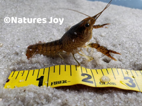 Generic Live Freshwater Ghost Shrimp & Small Crayfish Combo Feeder Shrimp, Live Crawfish, Aquarium Algae Cleaners