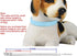 Adjustable ID Pet Collar Set of 12 or 16, Leather for Medium Large Breed Dogs, Neck 6''~18'' (S: Neck 6"~12")