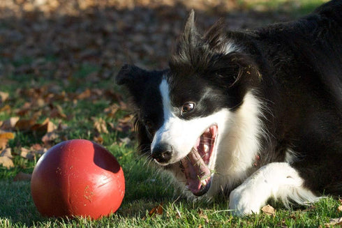 Jolly Pets Push-n-Play Ball Dog Toy, 6 Inches/Medium, Red (306 RD)