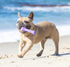 Calming Lavender Scented Hive Dog Fetch Stick for Large Breeds, Durable Toy, Floats in Water, Treat Dispenser